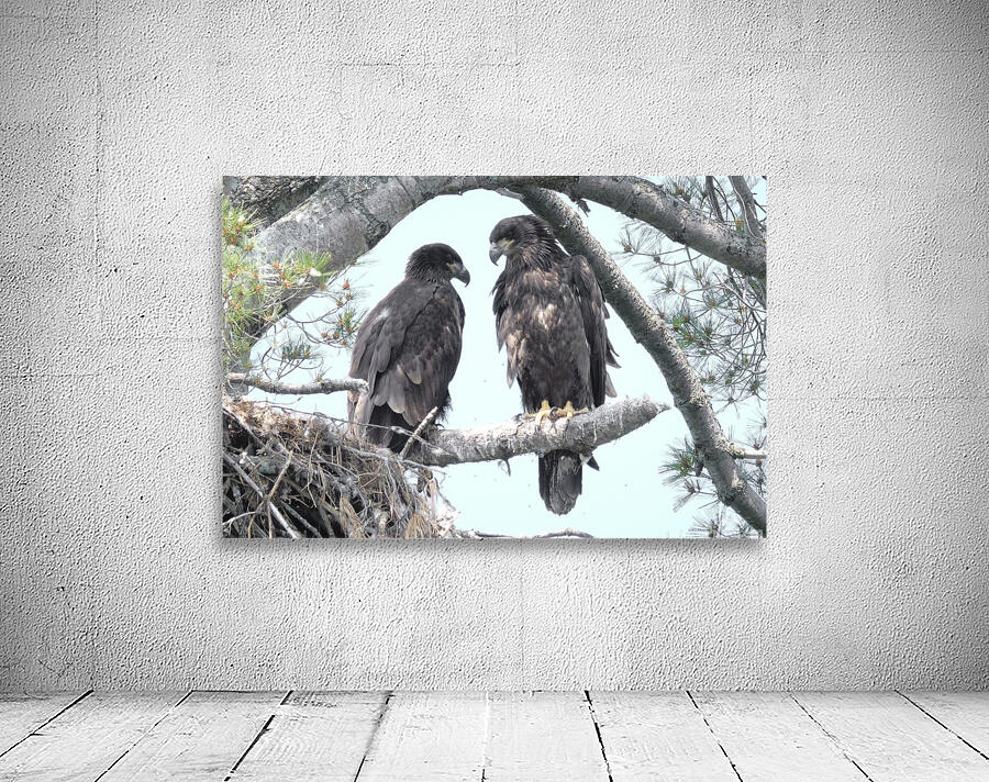 Bird Photography  Wall Preview
