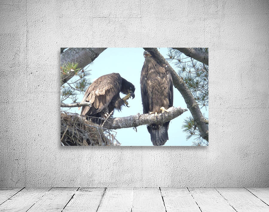 Bird Photography  Wall Preview