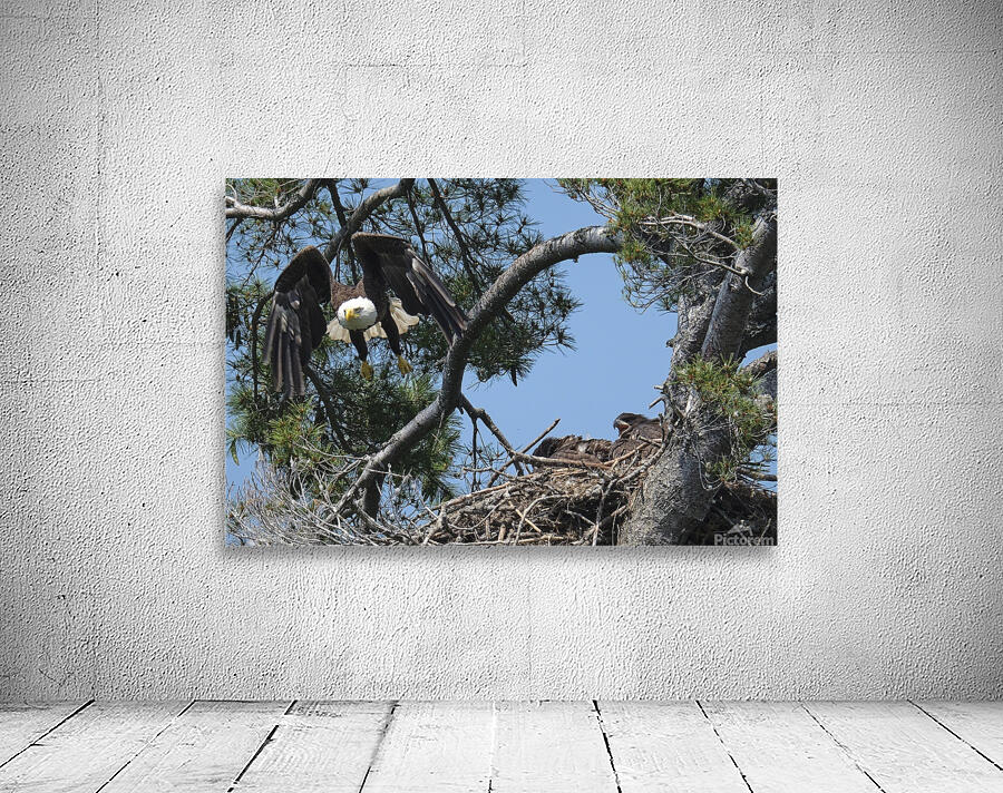 Bird Photography  Wall Preview