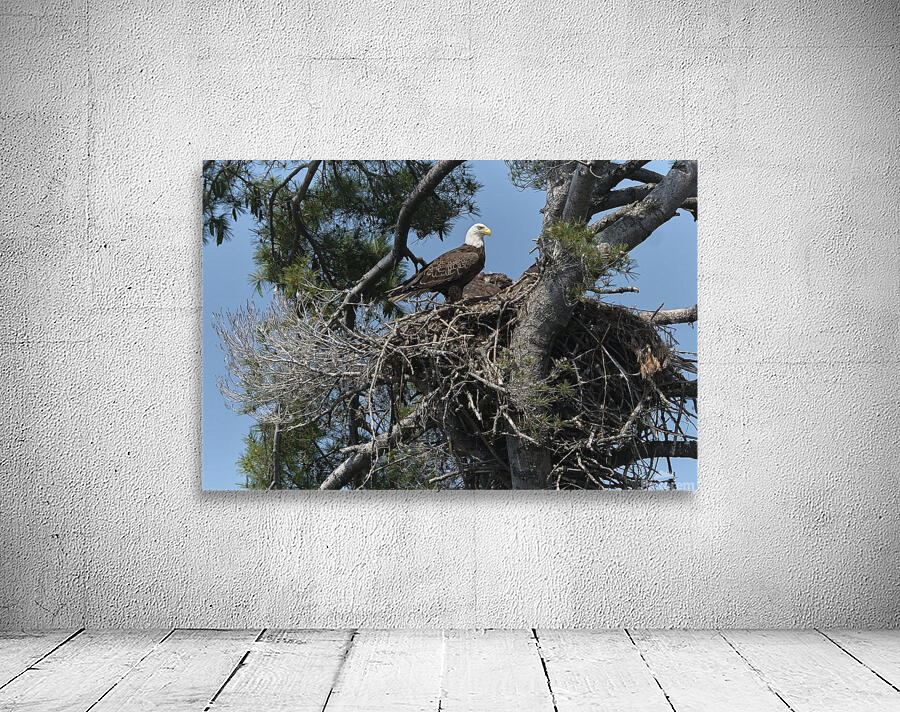 Bird Photography  Wall Preview