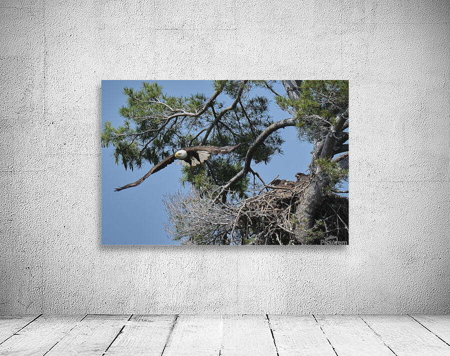 Bird Photography  Wall Preview