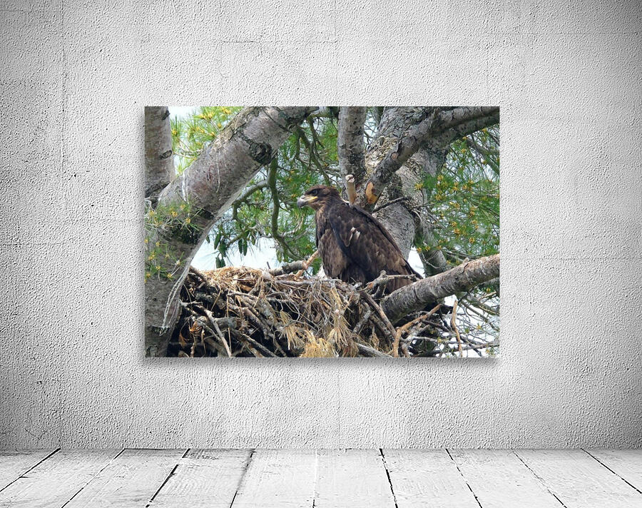 Bird Photography  Wall Preview