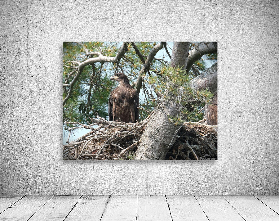 Bird Photography  Wall Preview