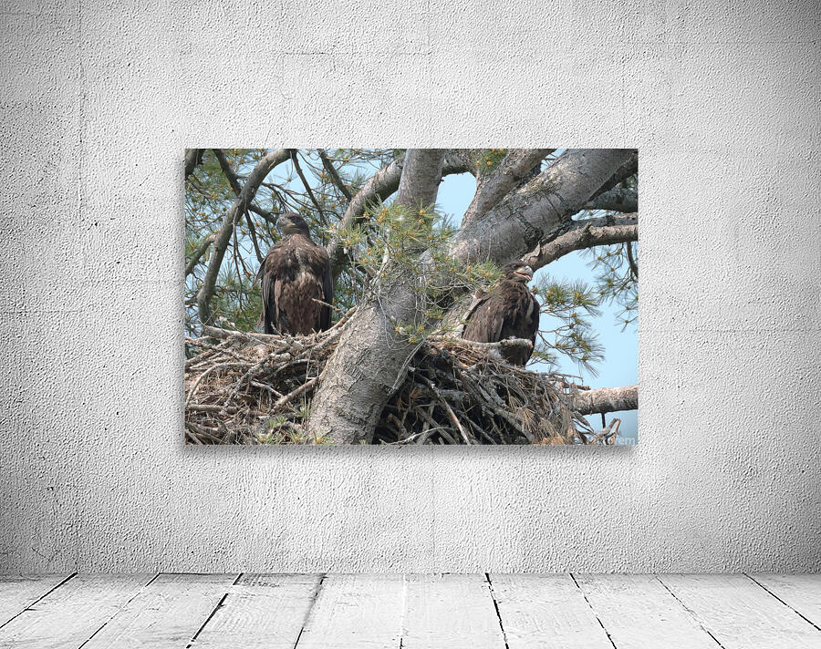 Bird Photography  Wall Preview