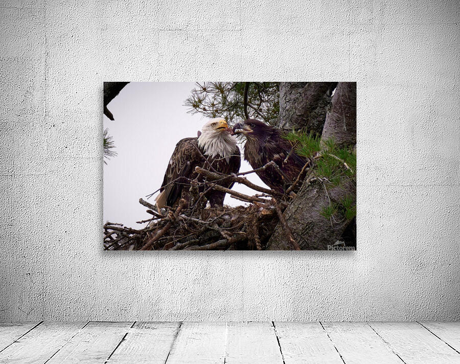 Bird Photography  Wall Preview