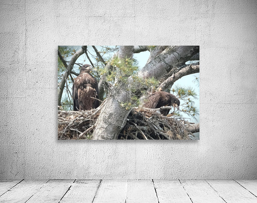 Bird Photography  Wall Preview