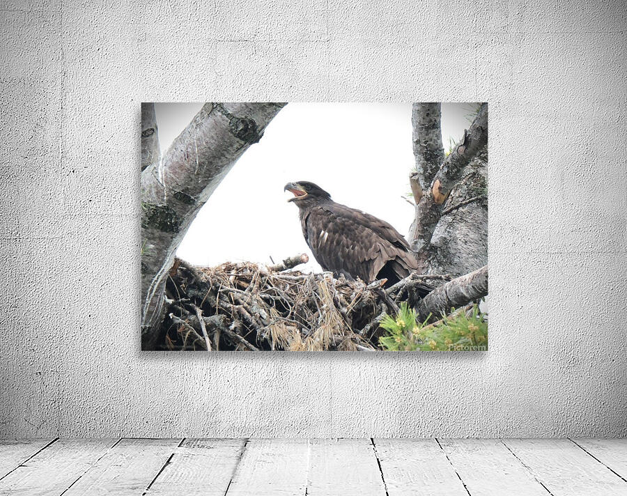 Bird Photography  Wall Preview