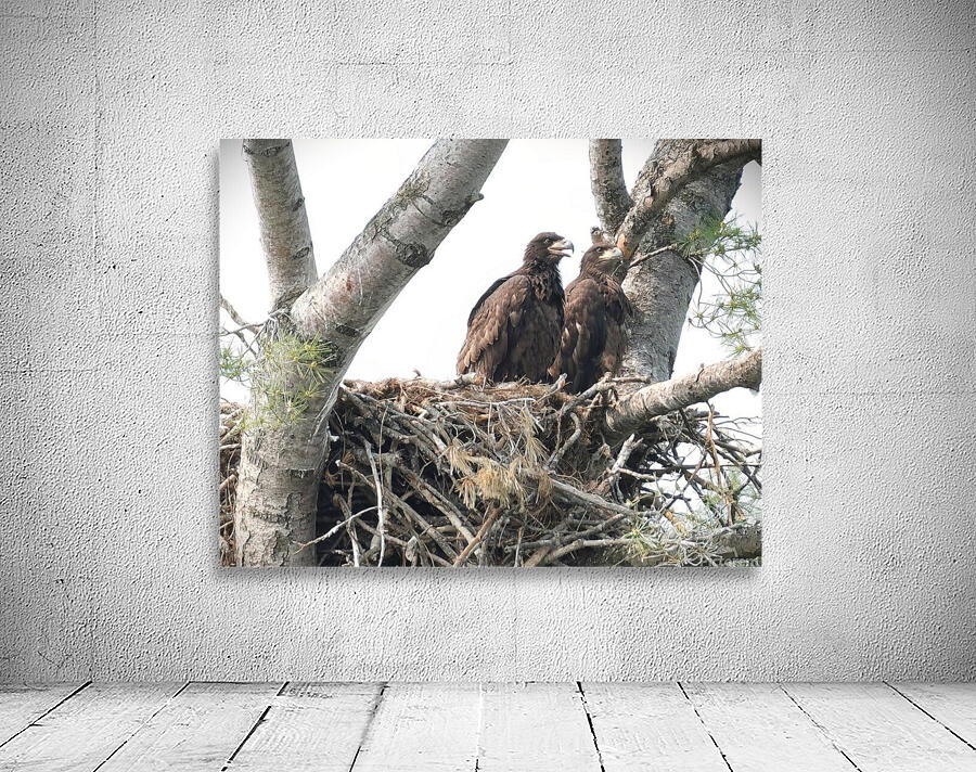 Bird Photography  Wall Preview