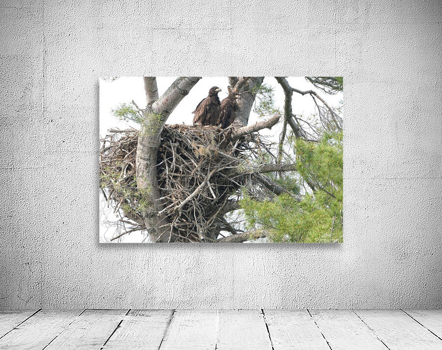 Bird Photography  Wall Preview