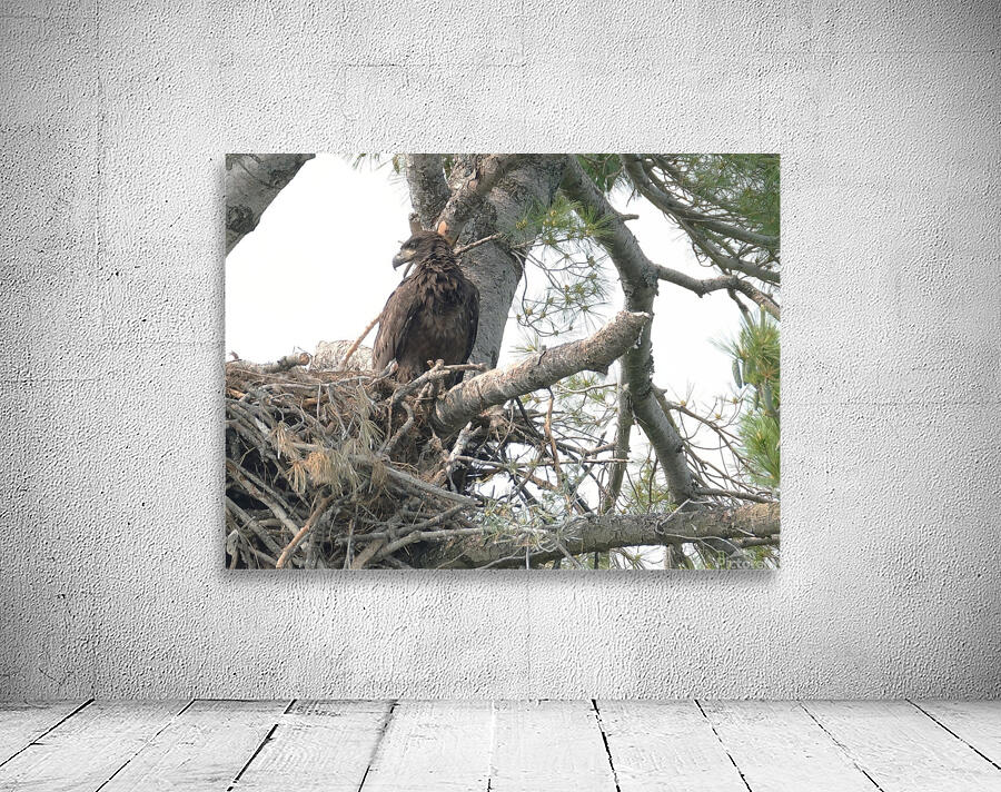 Bird Photography  Wall Preview