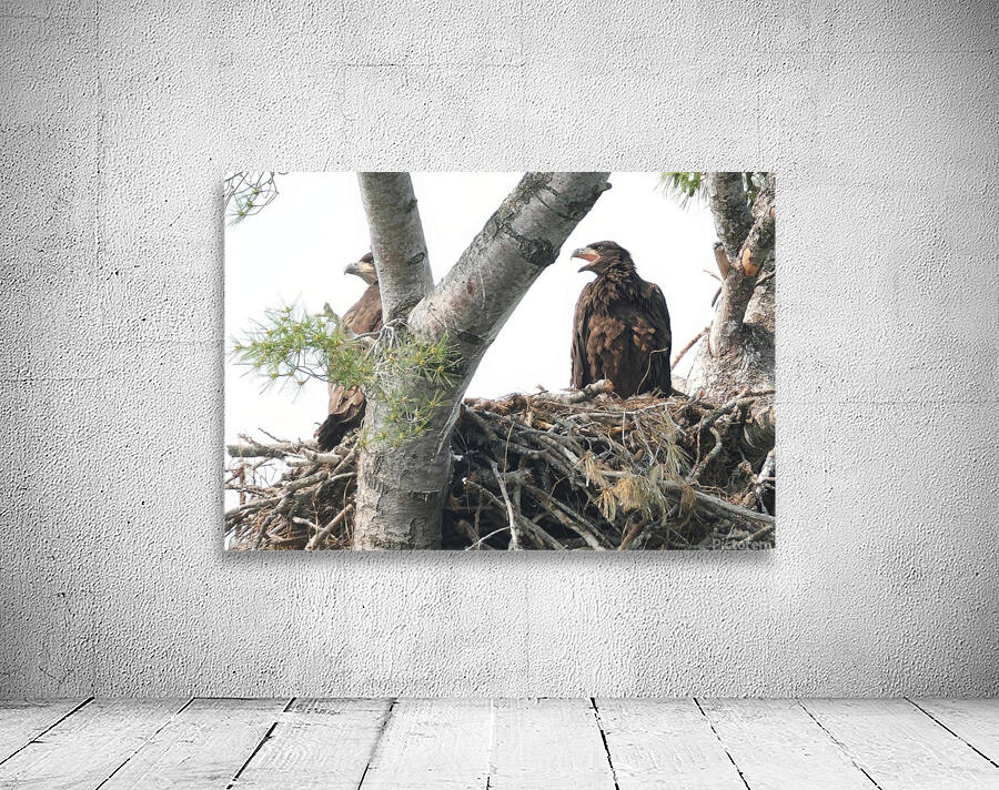 Bird Photography  Wall Preview