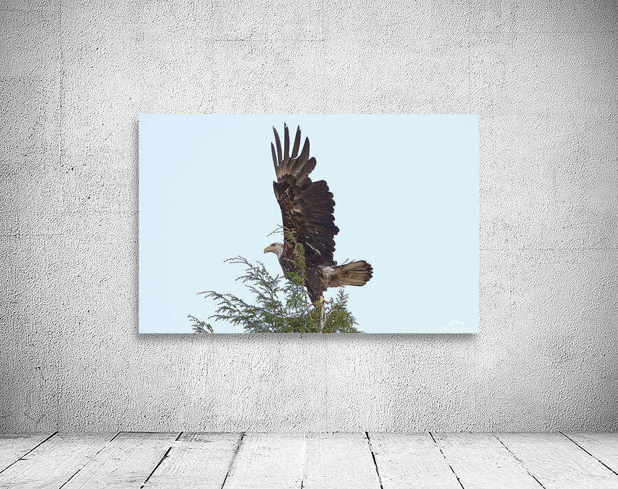 Bird Photography  Wall Preview