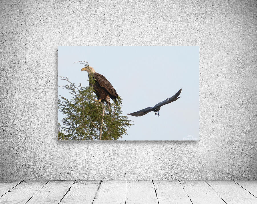 Bird Photography  Wall Preview