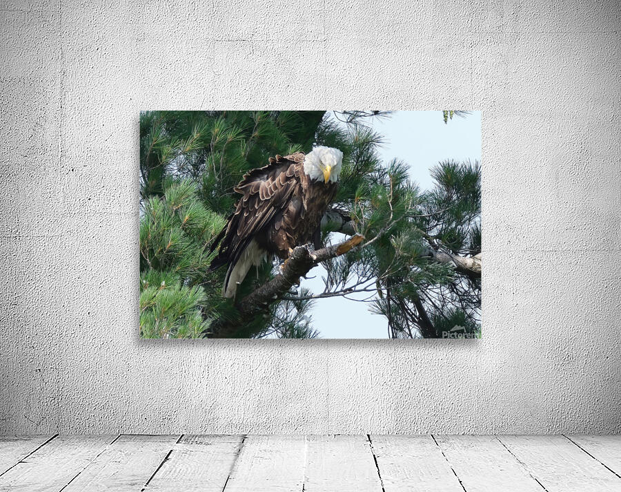 Bird Photography  Wall Preview