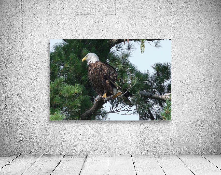 Bird Photography  Wall Preview