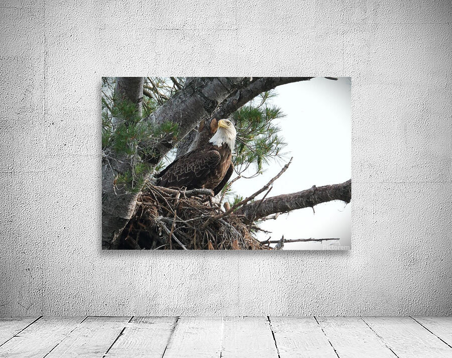 Bird Photography  Wall Preview