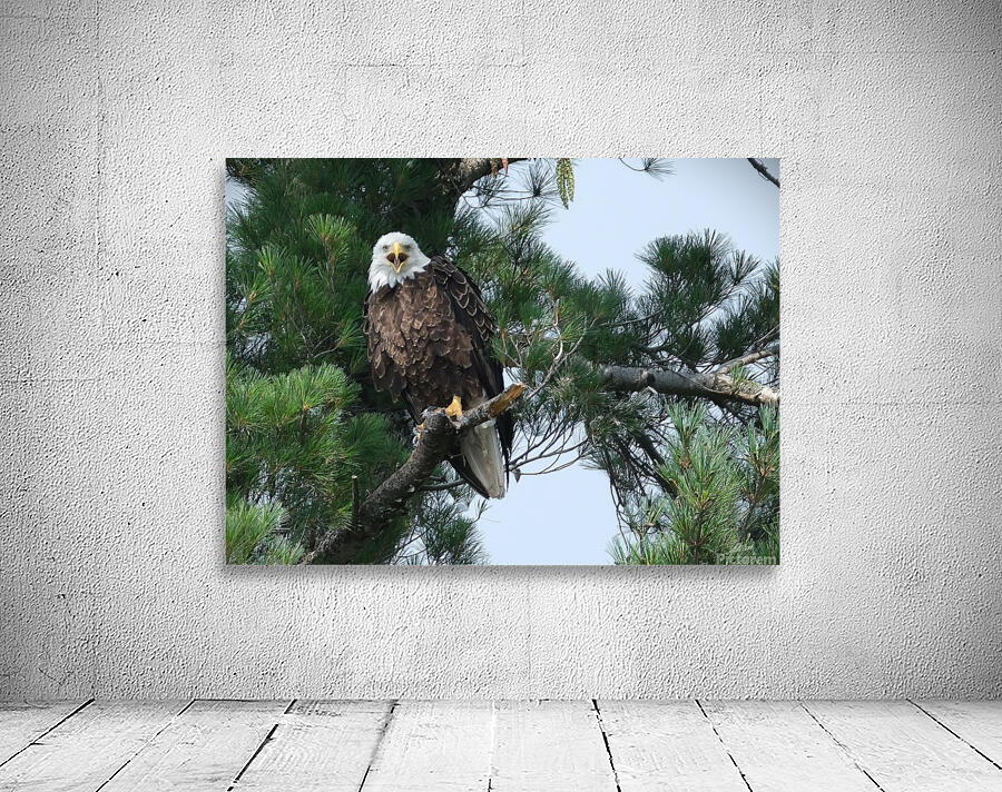 Bird Photography  Wall Preview