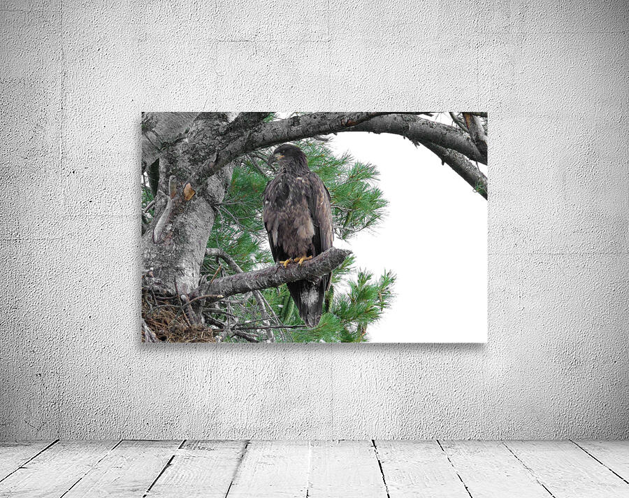 Bird Photography  Wall Preview