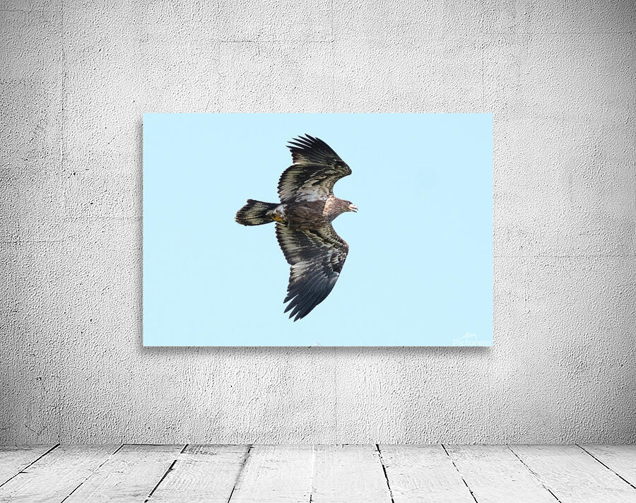 Bird Photography  Wall Preview