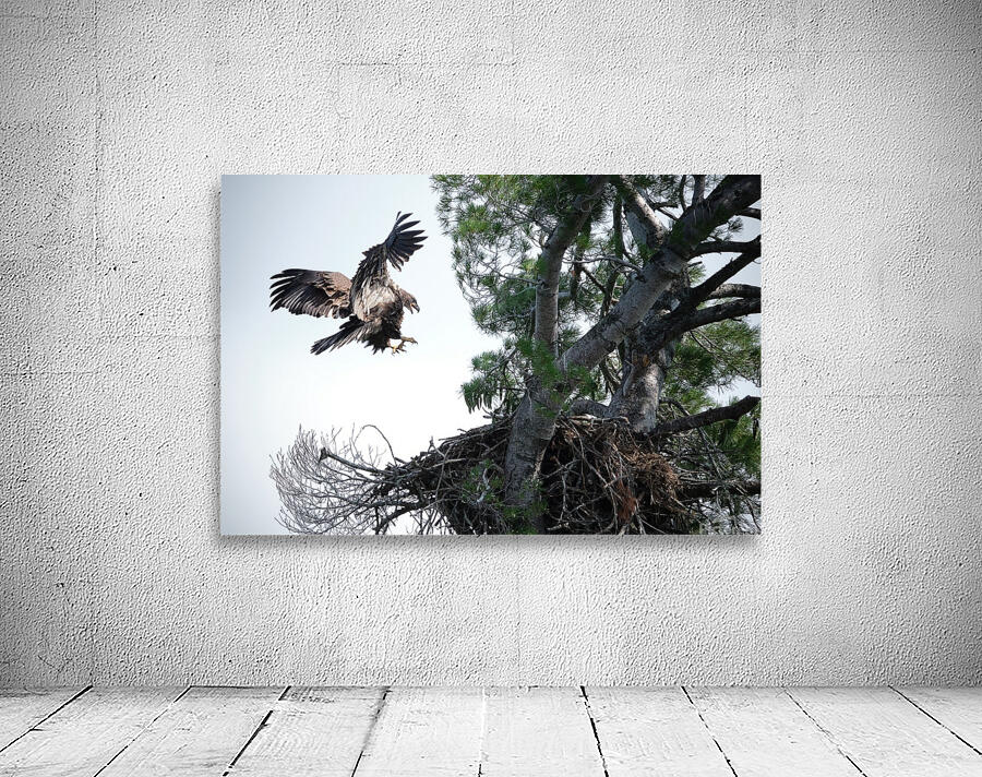 Bird Photography  Wall Preview