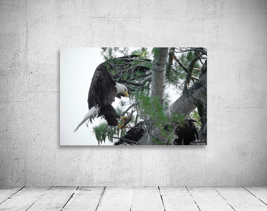 Bird Photography  Wall Preview