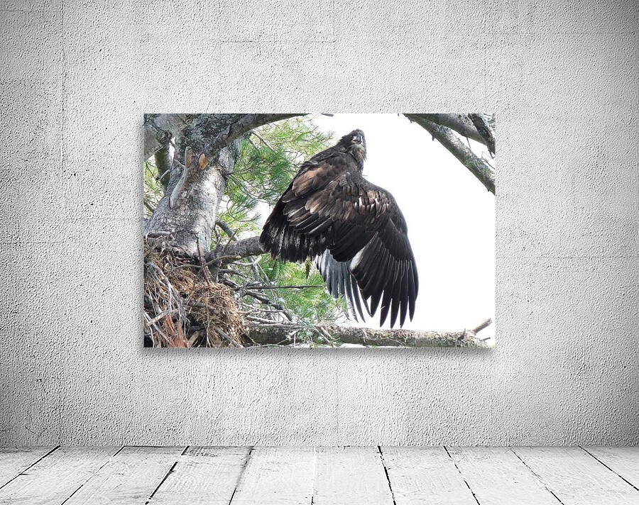 Bird Photography  Wall Preview