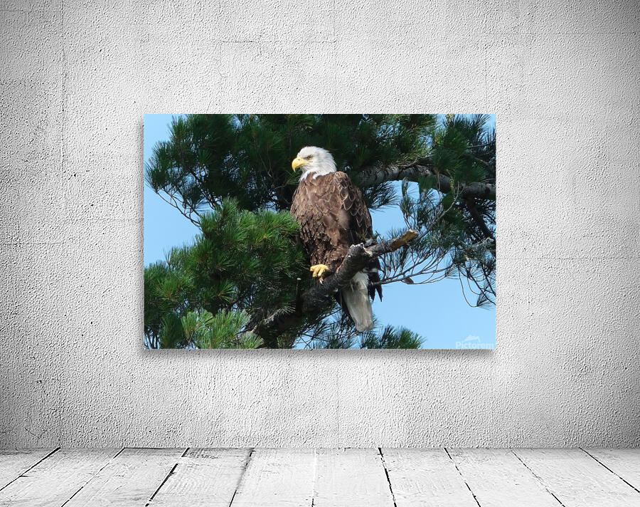 Bird Photography  Wall Preview
