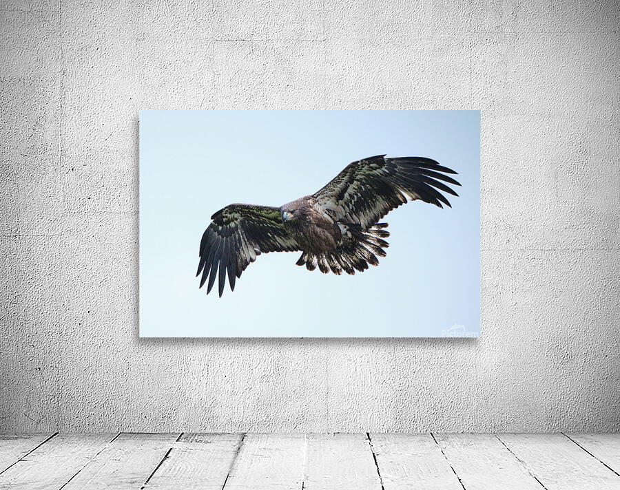 Bird Photography  Wall Preview