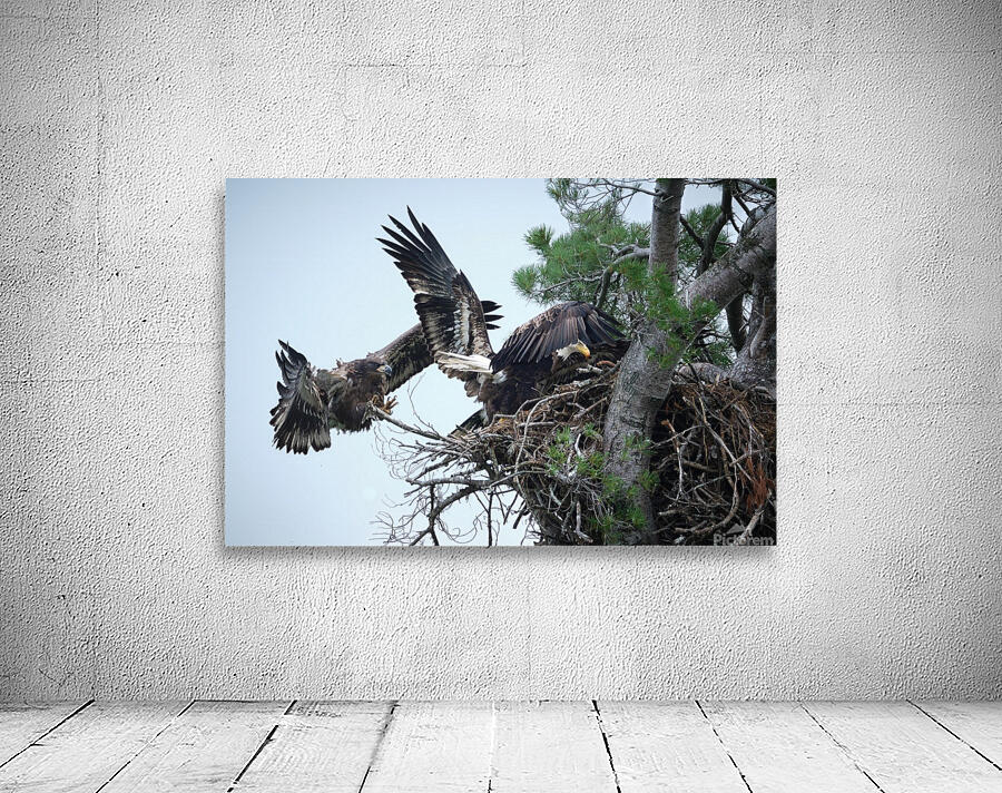 Bird Photography  Wall Preview