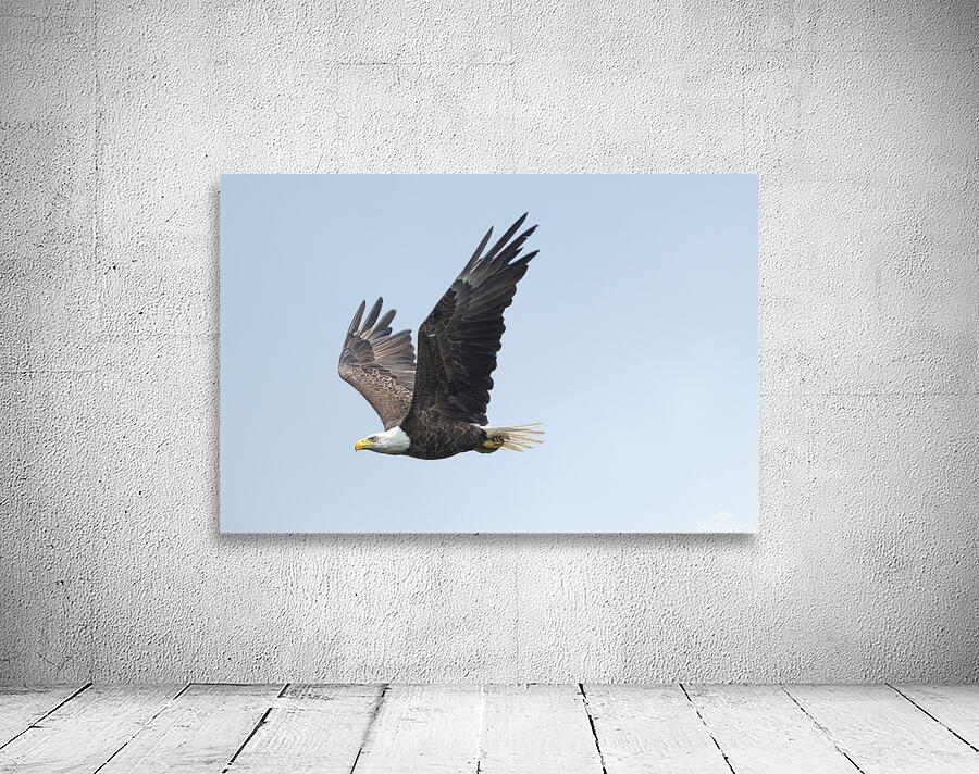 Bird Photography  Wall Preview