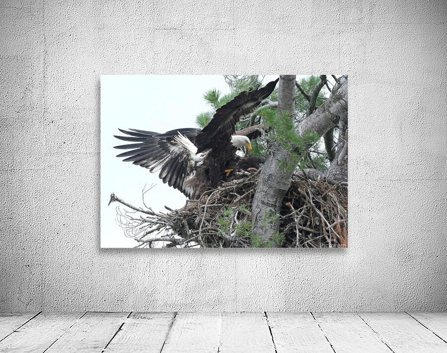 Bird Photography  Wall Preview