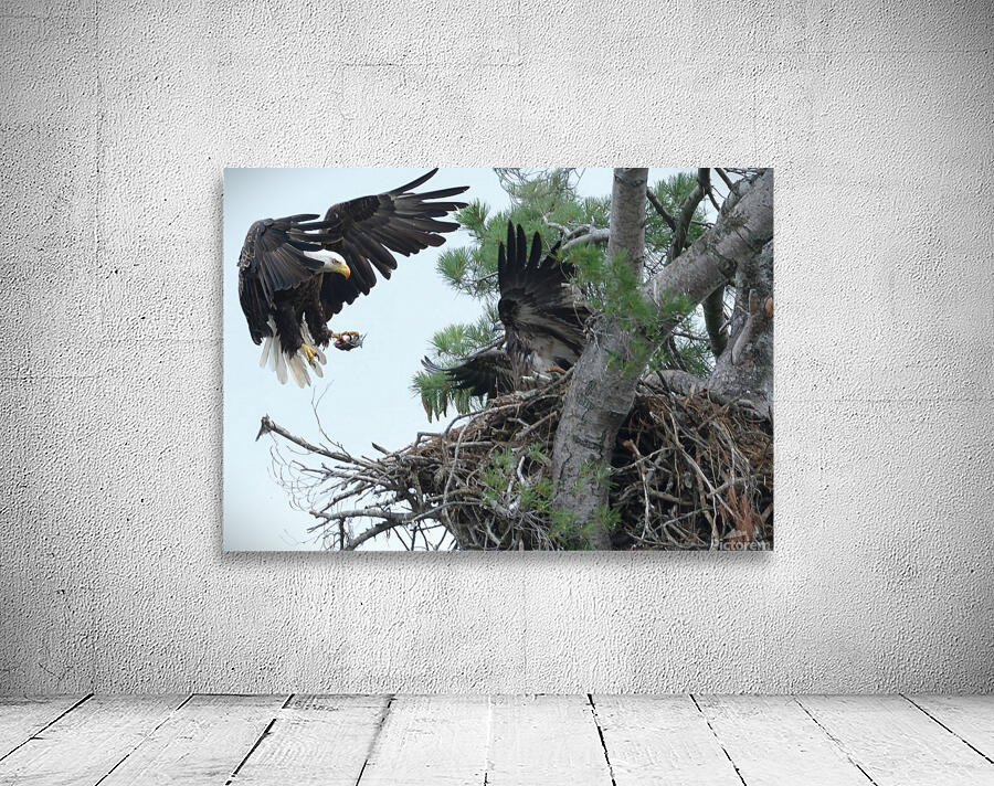 Bird Photography  Wall Preview