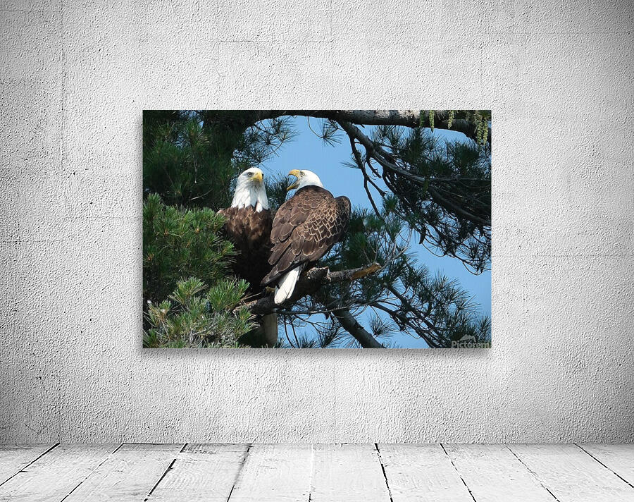 Bird Photography  Wall Preview
