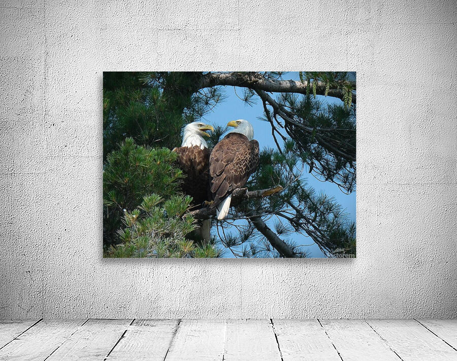 Bird Photography  Wall Preview
