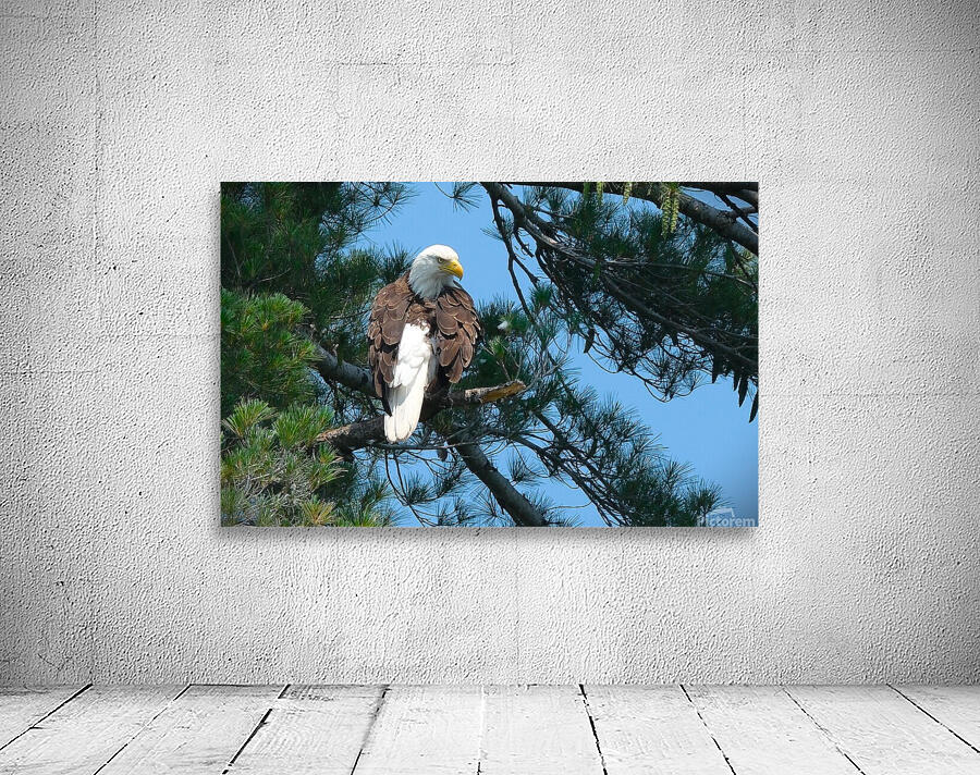 Bird Photography  Wall Preview
