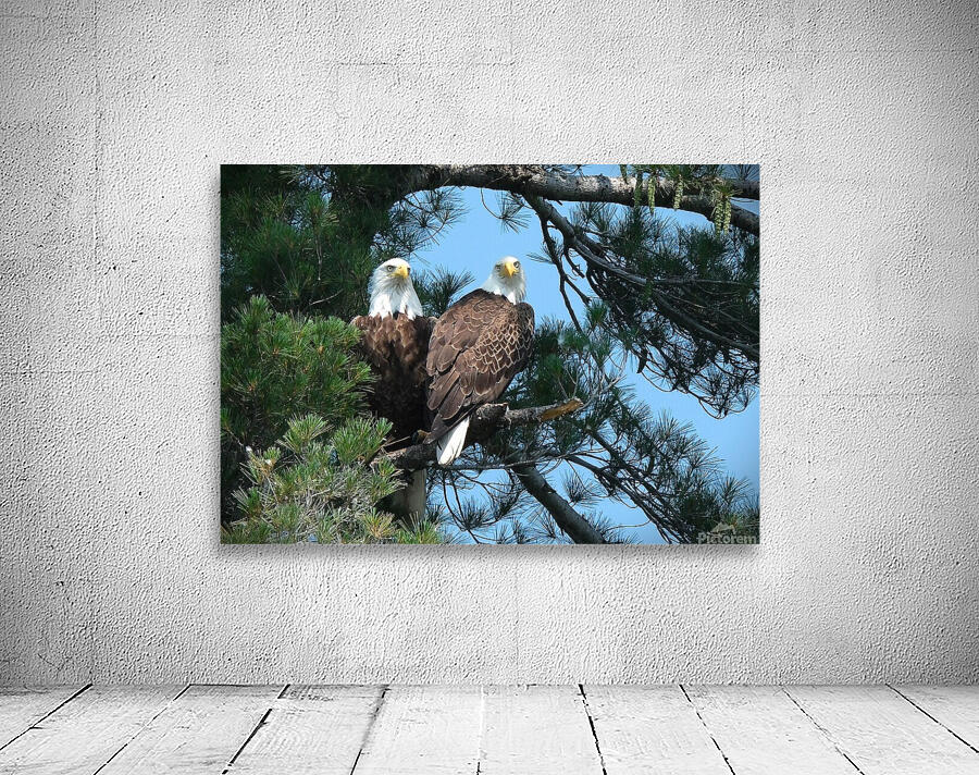 Bird Photography  Wall Preview