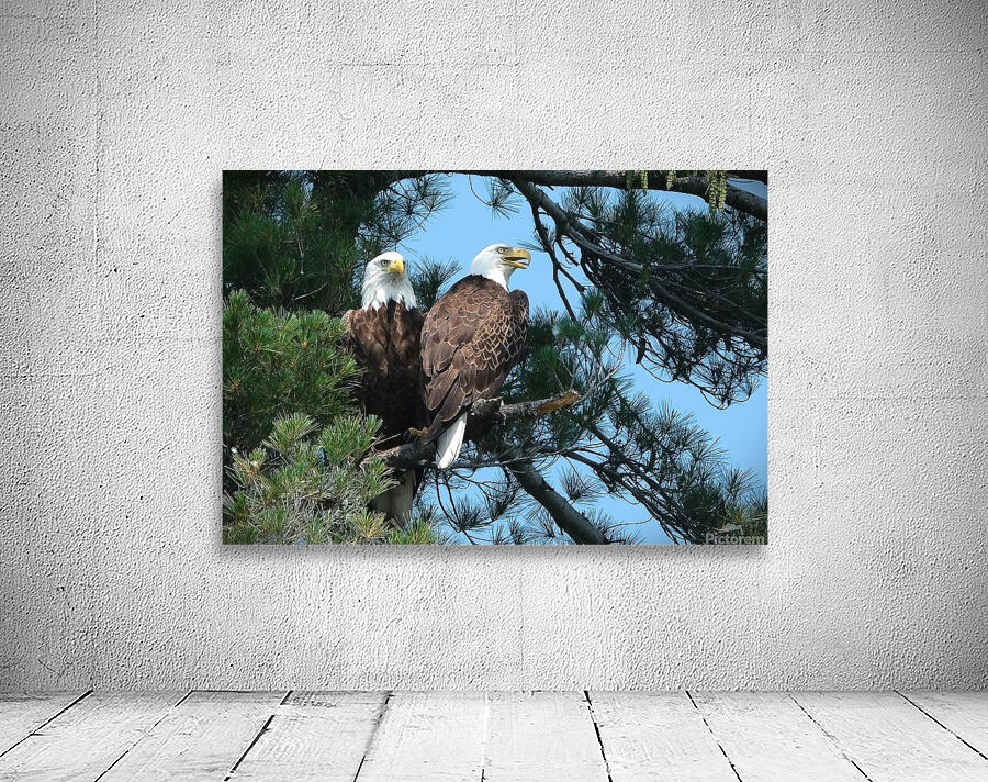 Bird Photography  Wall Preview