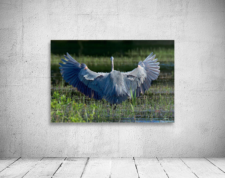 Bird Photography  Wall Preview