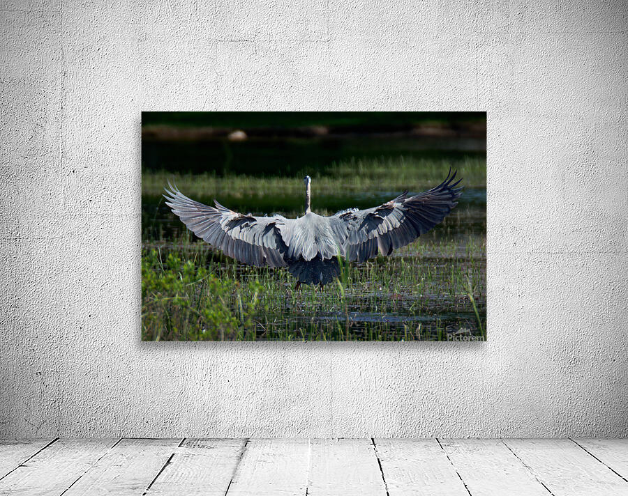 Bird Photography  Wall Preview