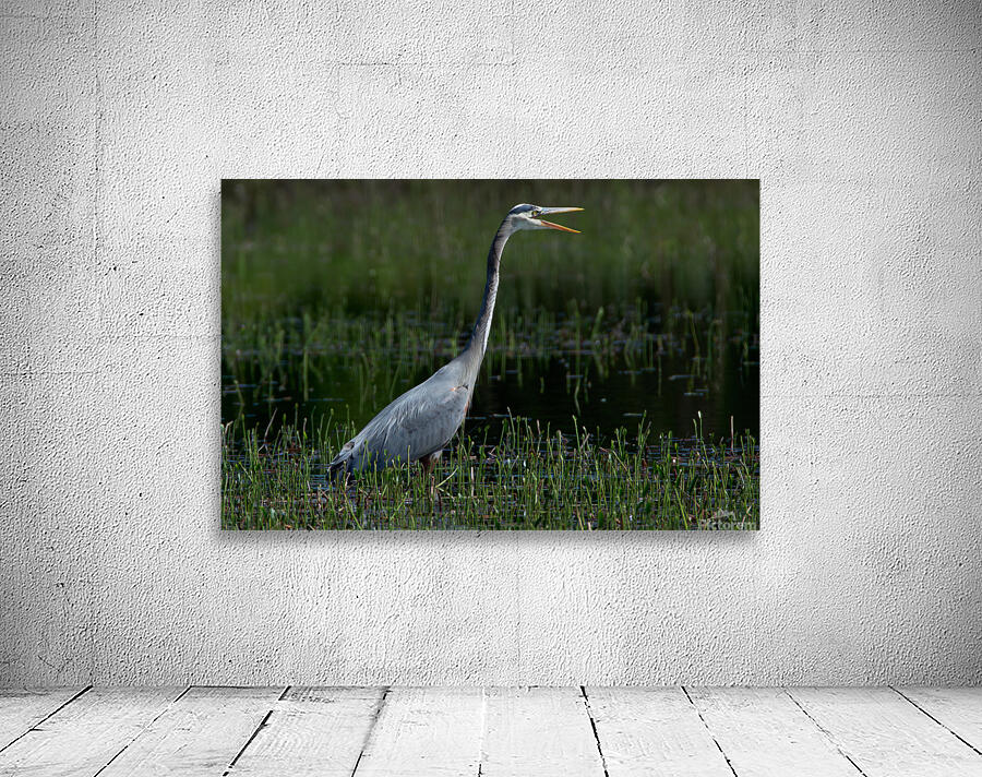 Bird Photography  Wall Preview