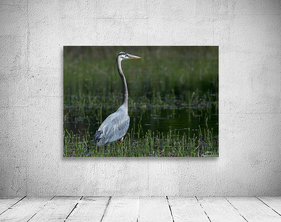 Bird Photography  Wall Preview