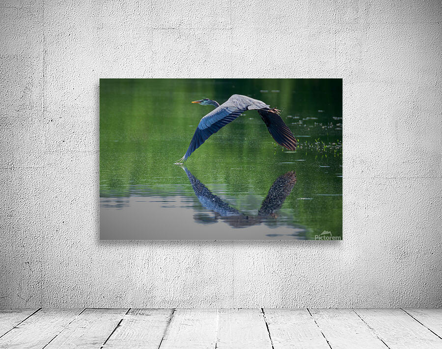Bird Photography  Wall Preview