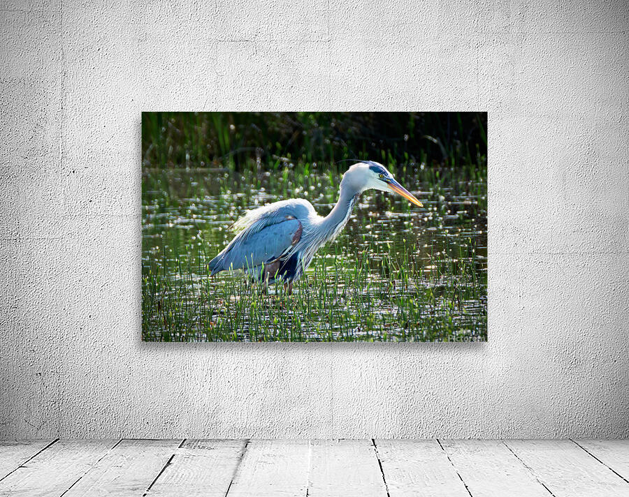 Bird Photography  Wall Preview