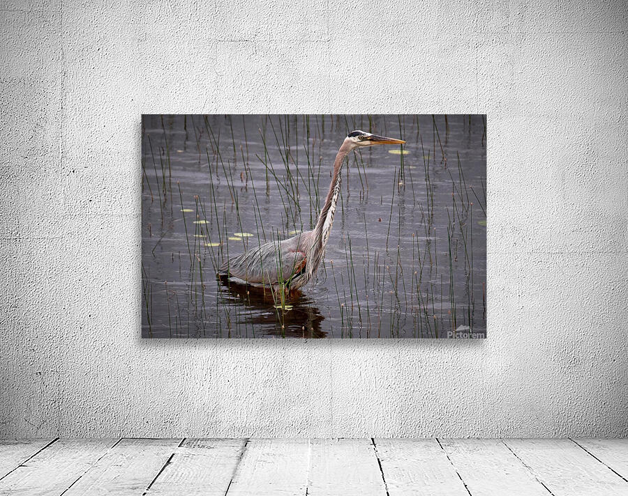 Bird Photography  Wall Preview