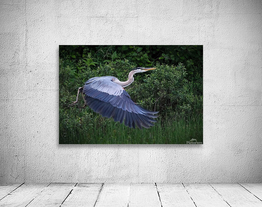 Bird Photography  Wall Preview