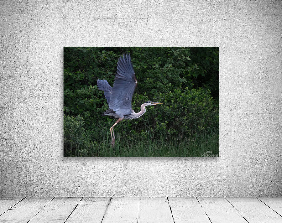Bird Photography  Wall Preview
