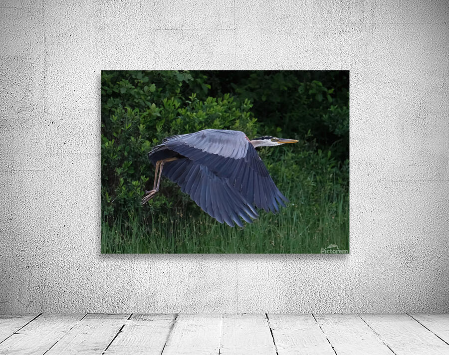 Bird Photography  Wall Preview