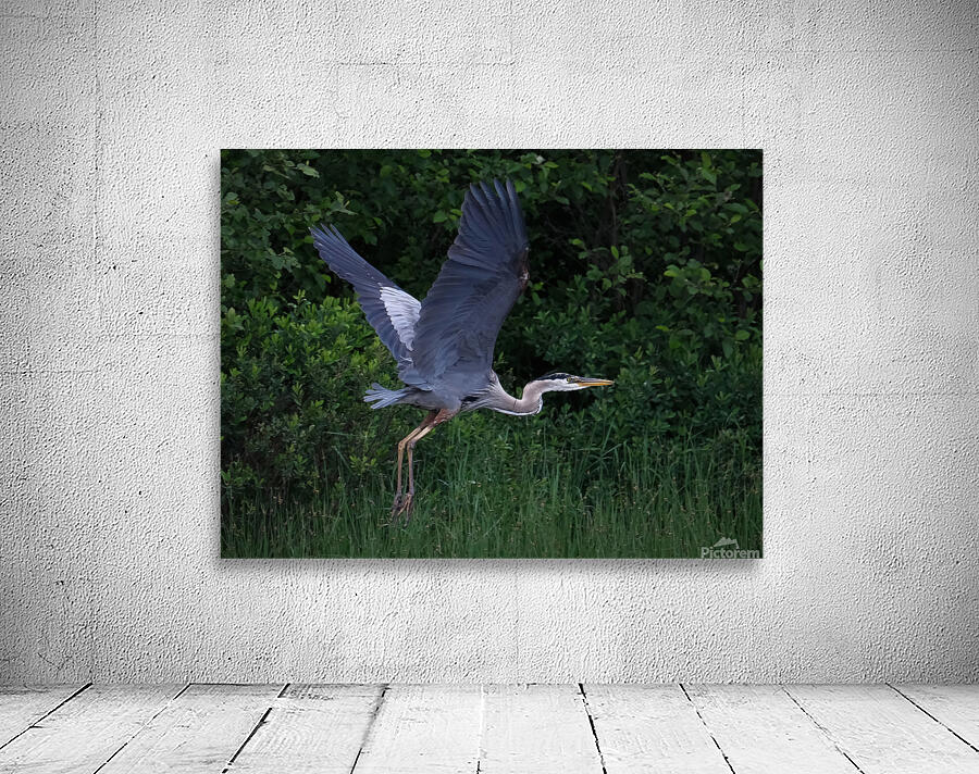 Bird Photography  Wall Preview