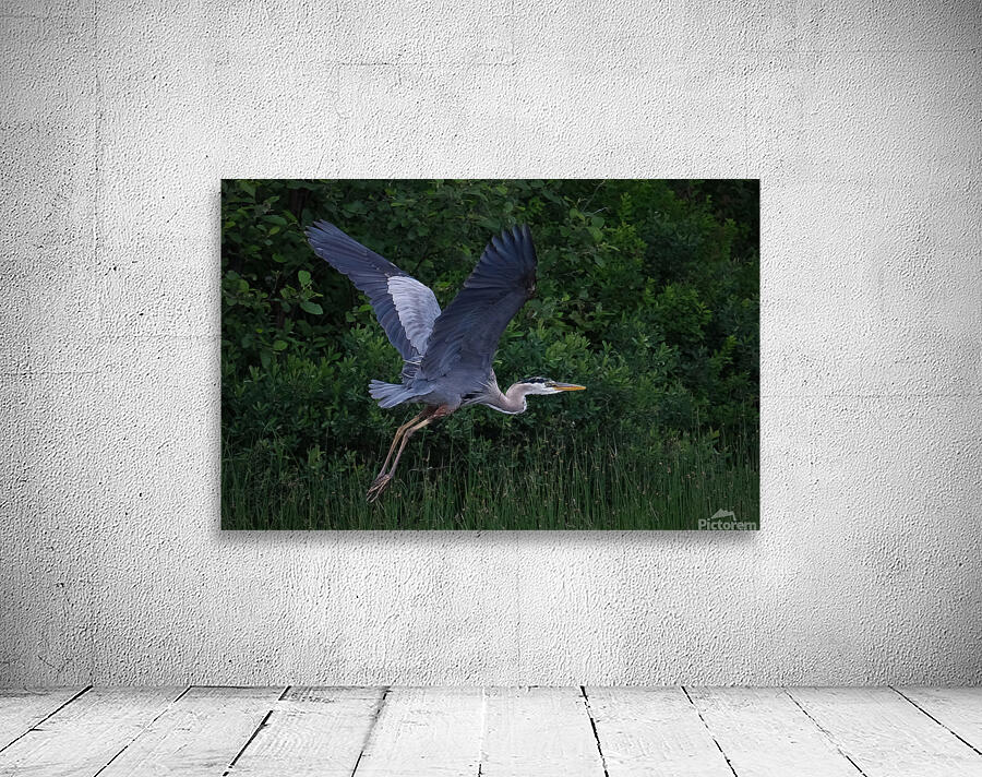 Bird Photography  Wall Preview
