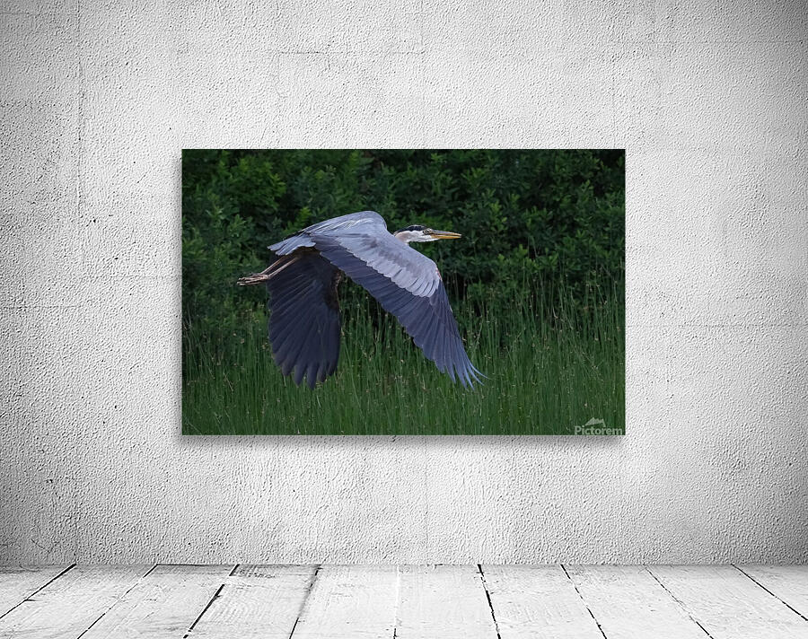Bird Photography    Wall Preview